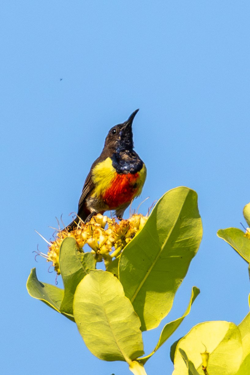 Anchieta's Sunbird (Anthreptes anchietae)
