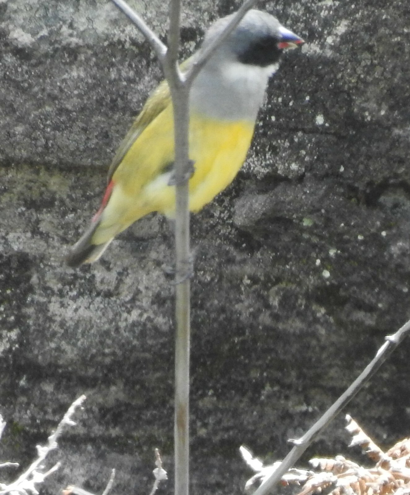 Angola Waxbill (Coccopygia bocagei)