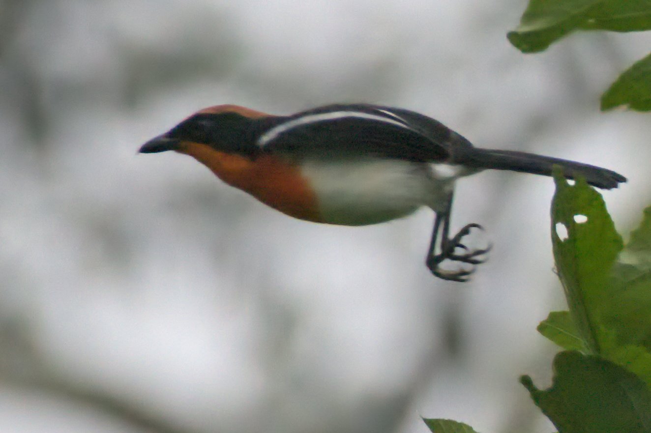 Braun's Bushshrike (Laniarius brauni)