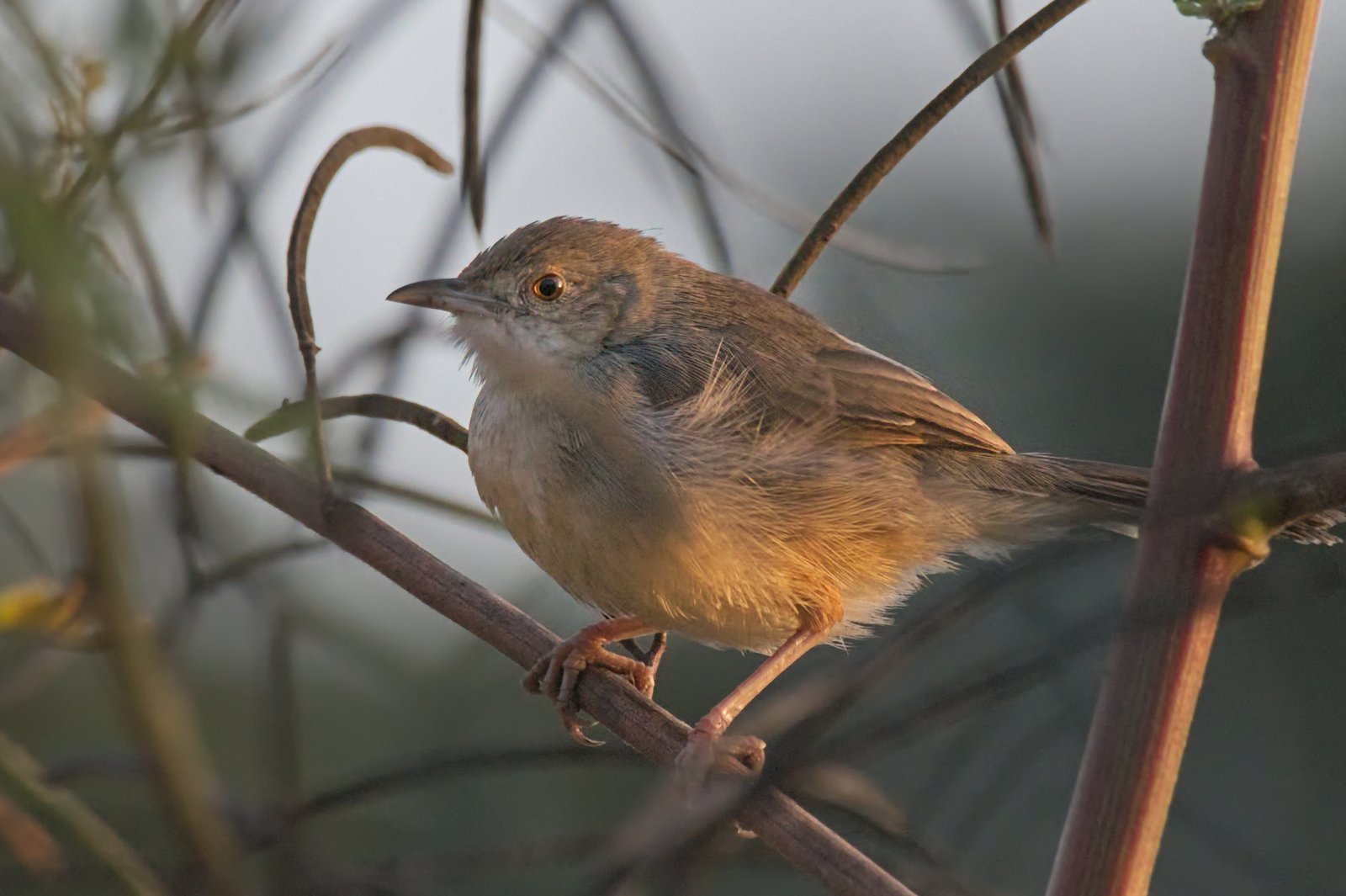 Bubbling Cisticola (Cisticola bulliens)