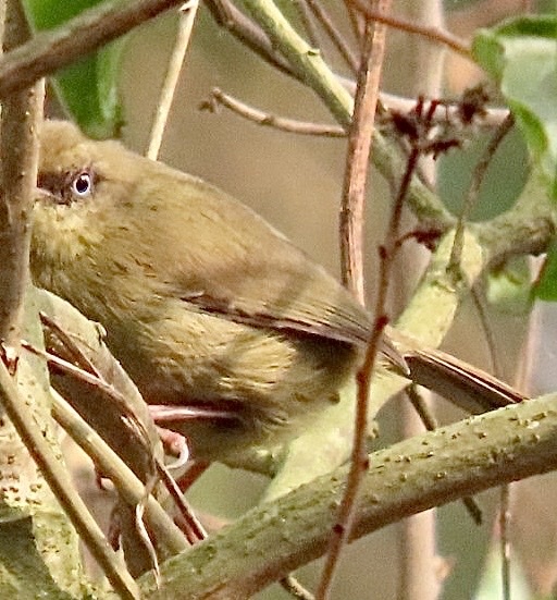 Pulitzer's Longbill (Macrosphenus pulitzeri)
