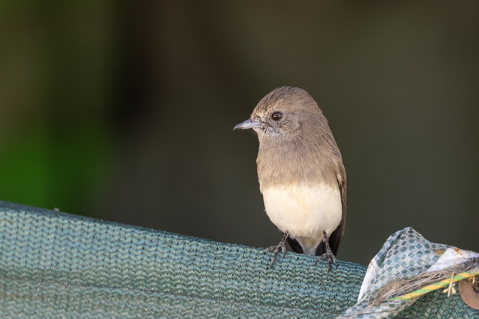 Angola Slaty Flycatcher (Melaenornis brunneus)