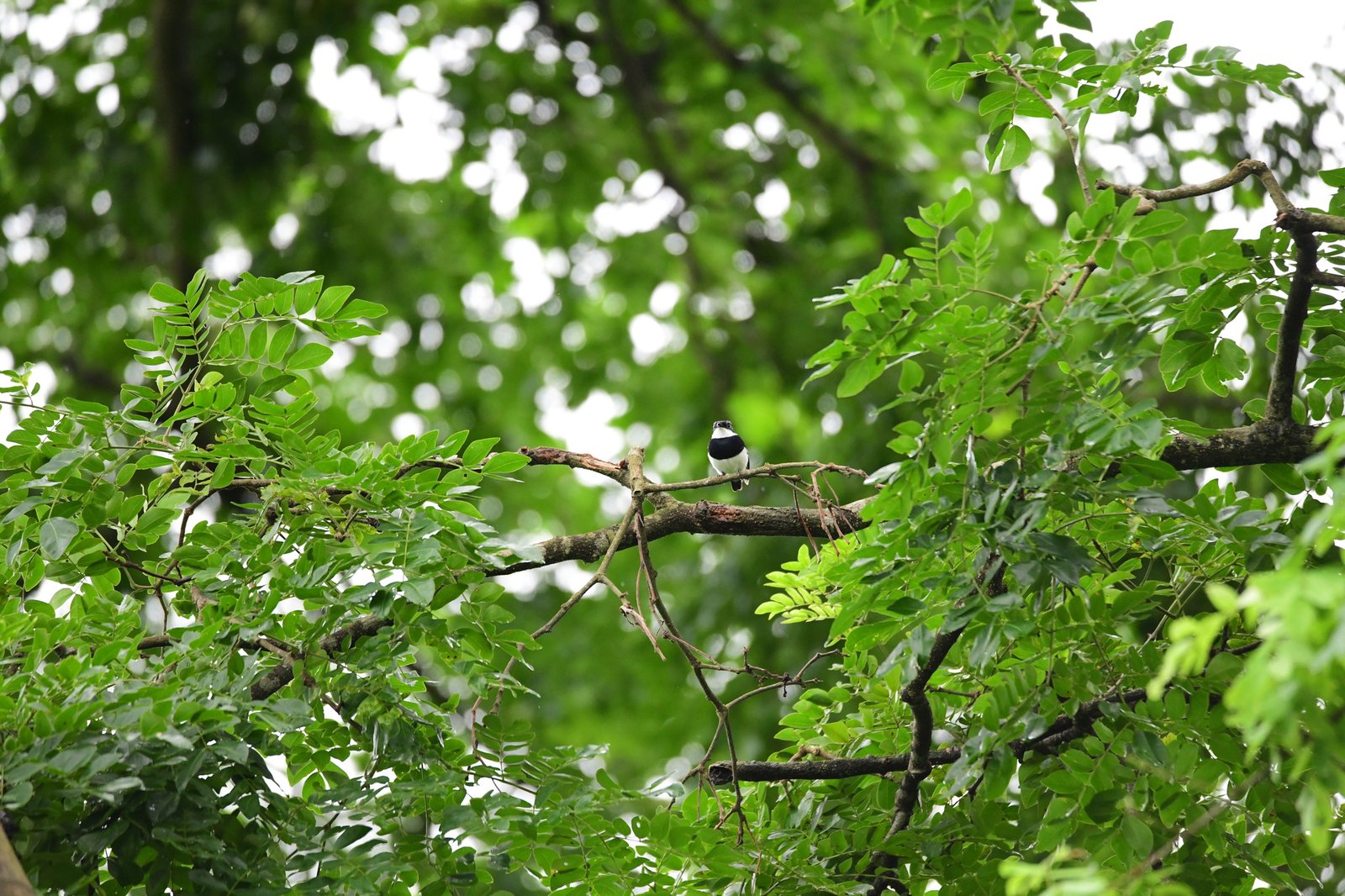 Angola Batis (Batis minulla)
