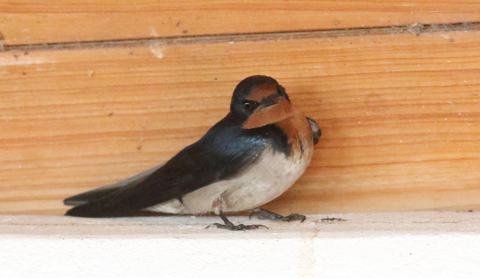 Angola Swallow (Hirundo angolensis)