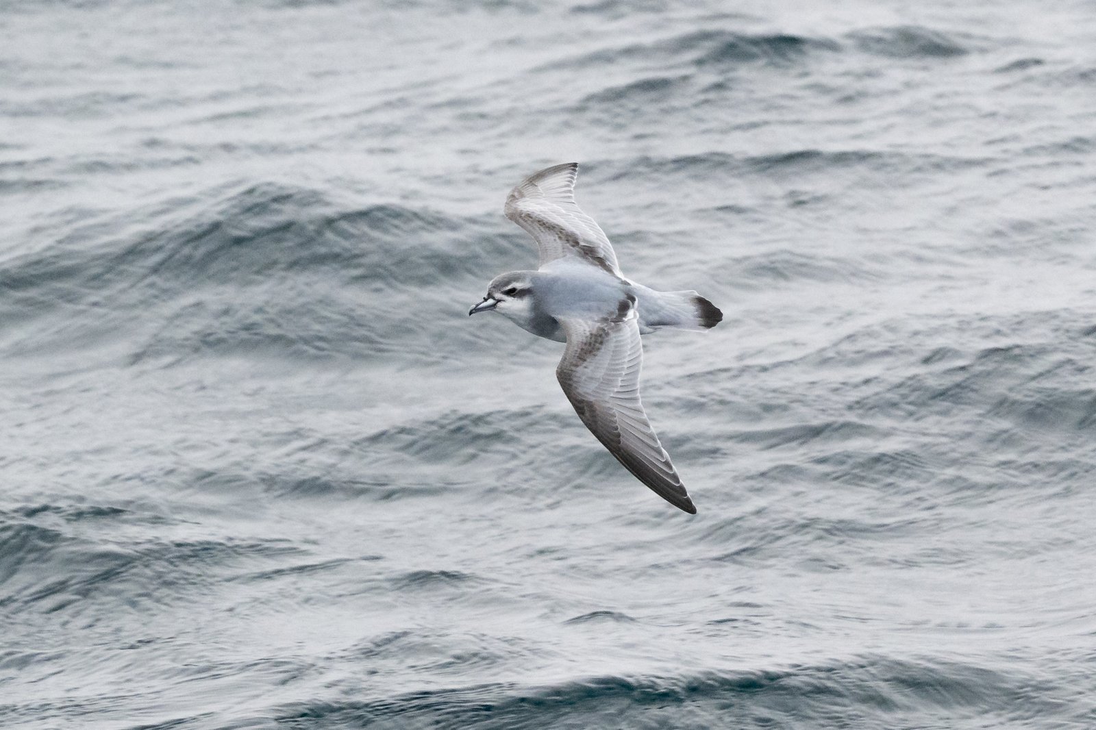 Antarctic Prion (Pachyptila desolata)