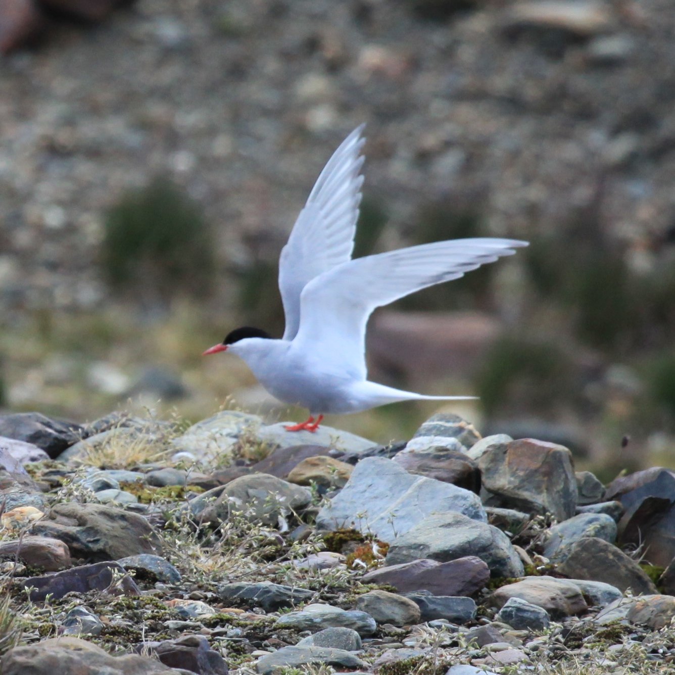 Antarctic Tern (Sterna vittata)