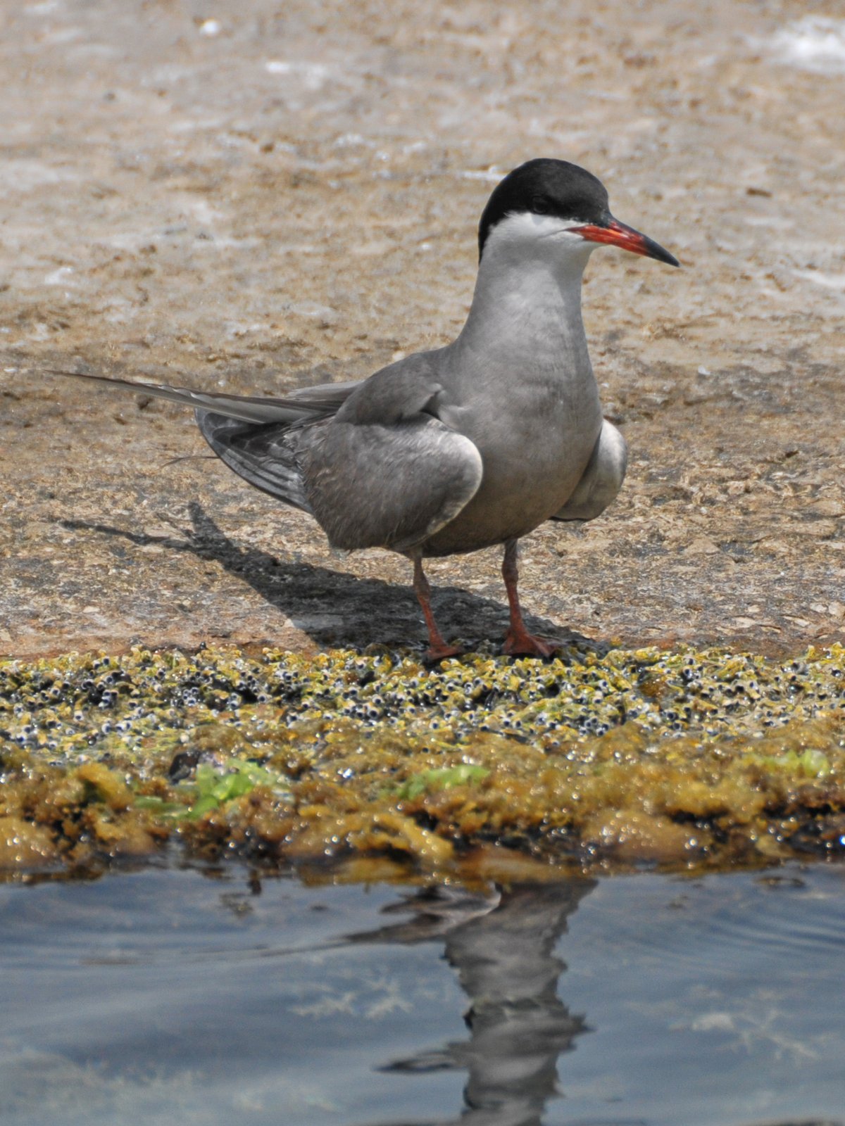 White-Cheeked Tern (Sterna repressa)