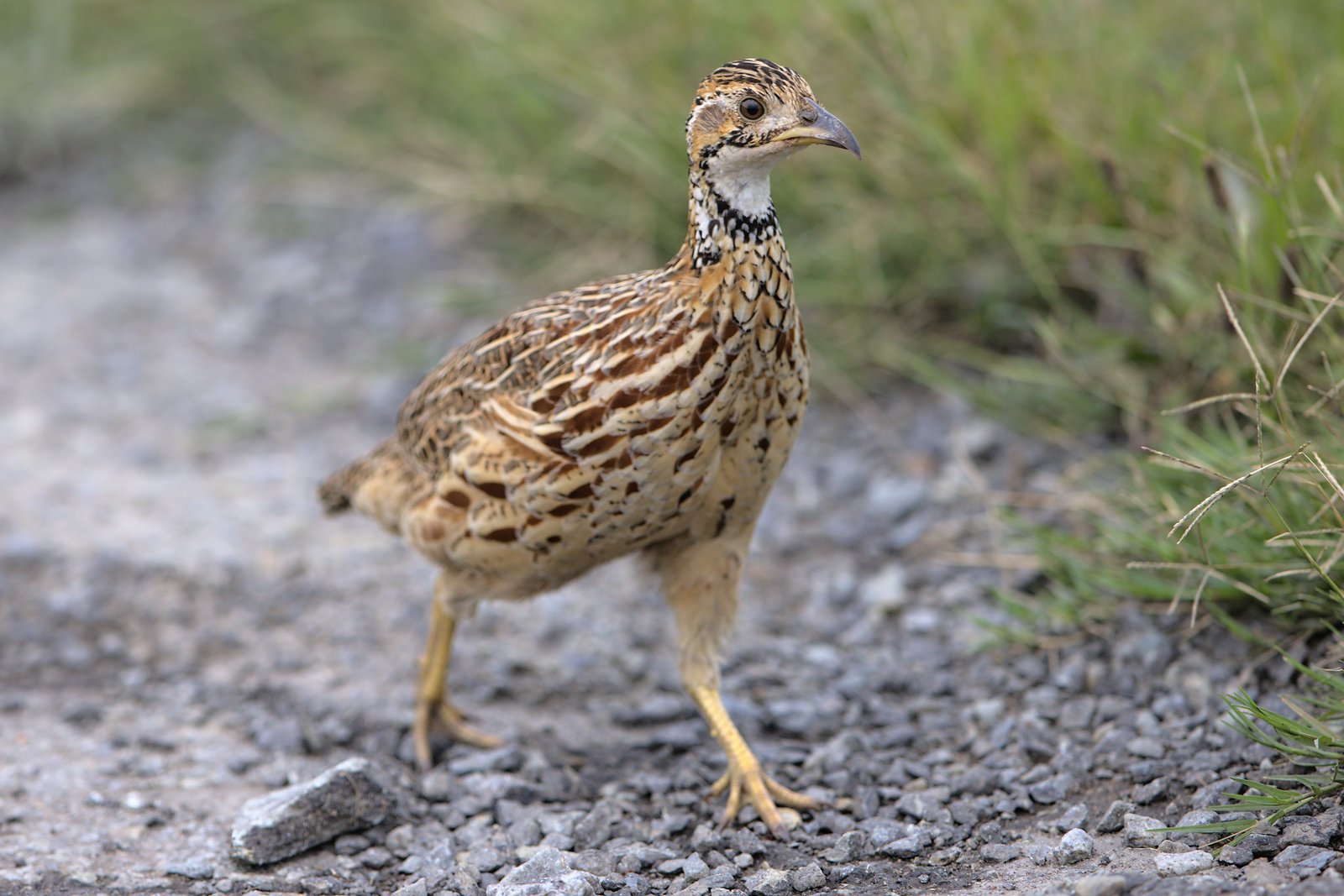 Orange River Francolin (Scleroptila gutturalis)