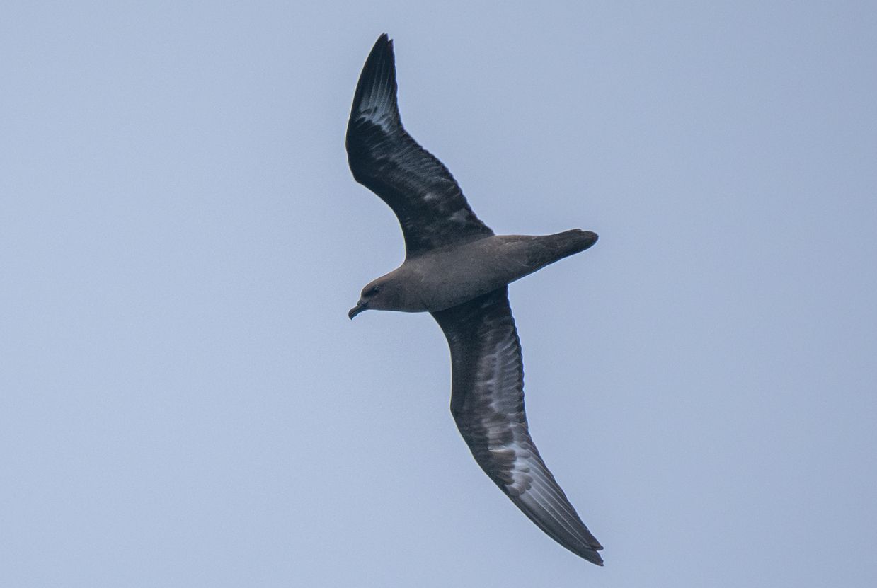 Trindade Petrel (Pterodroma arminjoniana)