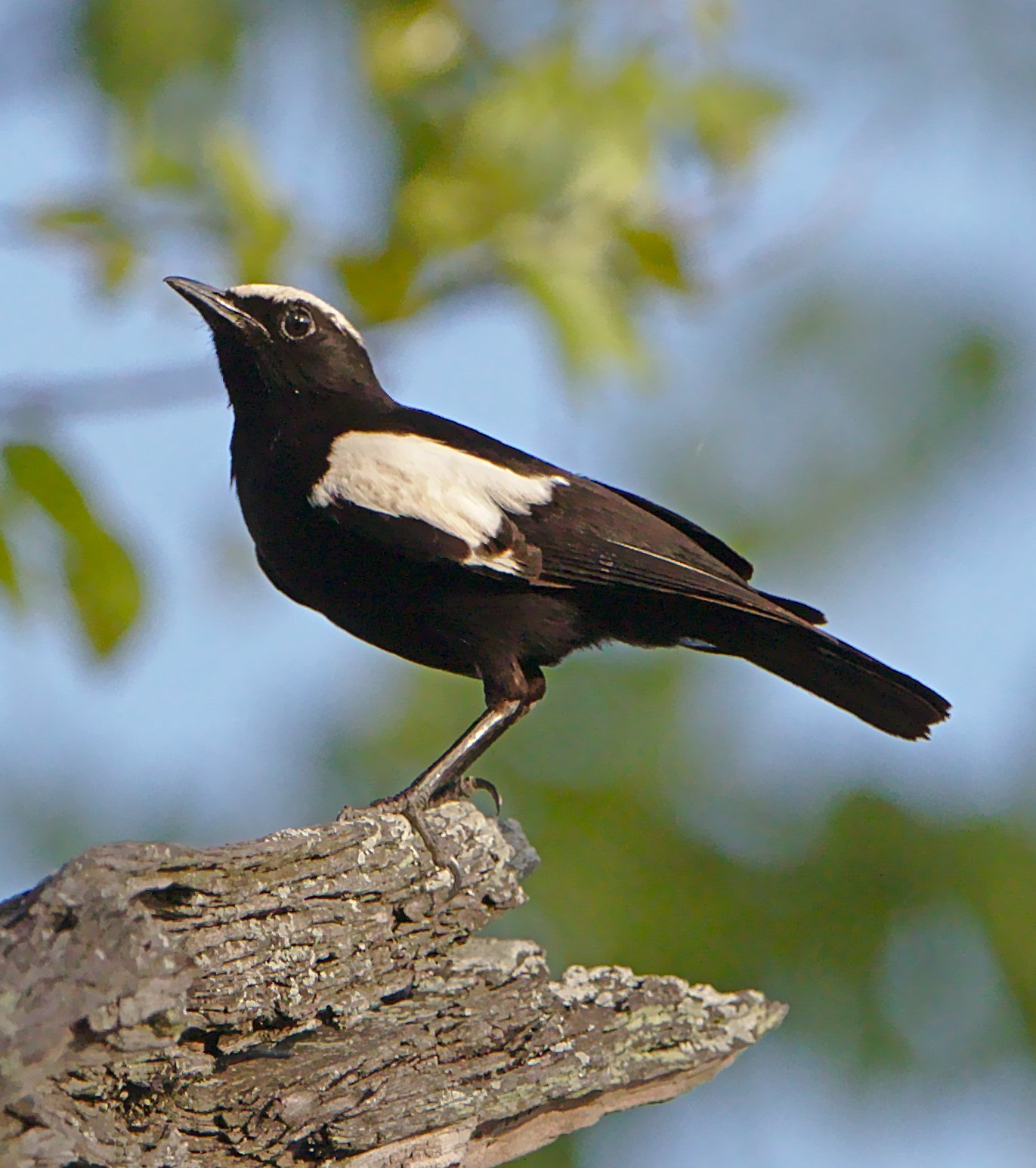 Arnot's Chat (Myrmecocichla arnotti)