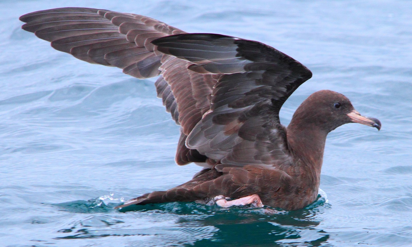 Flesh-Footed Shearwater (Ardenna carneipes)