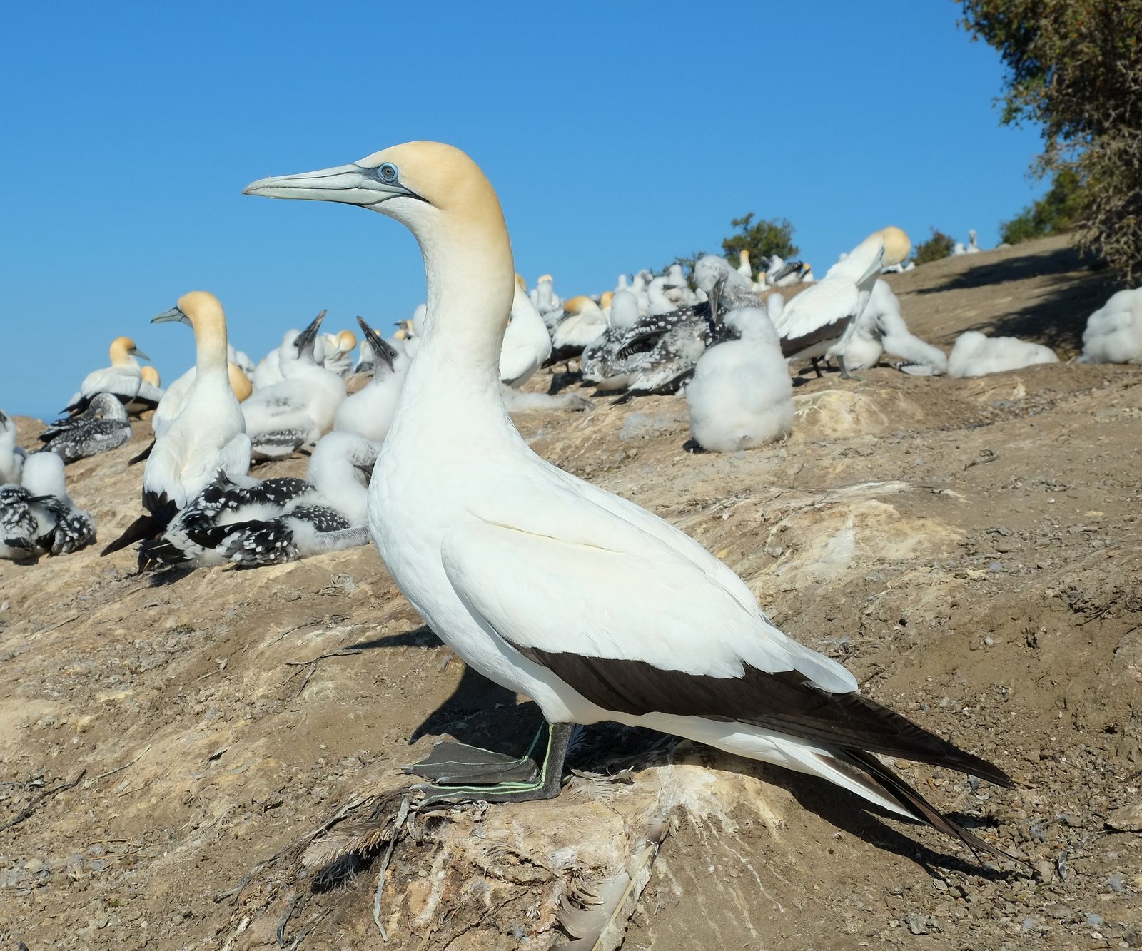 Australasian Gannet (Morus serrator)