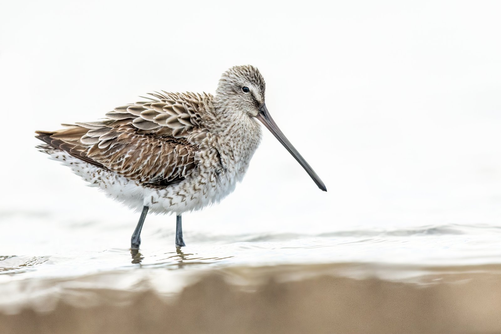 Asian Dowitcher (Limnodromus semipalmatus)
