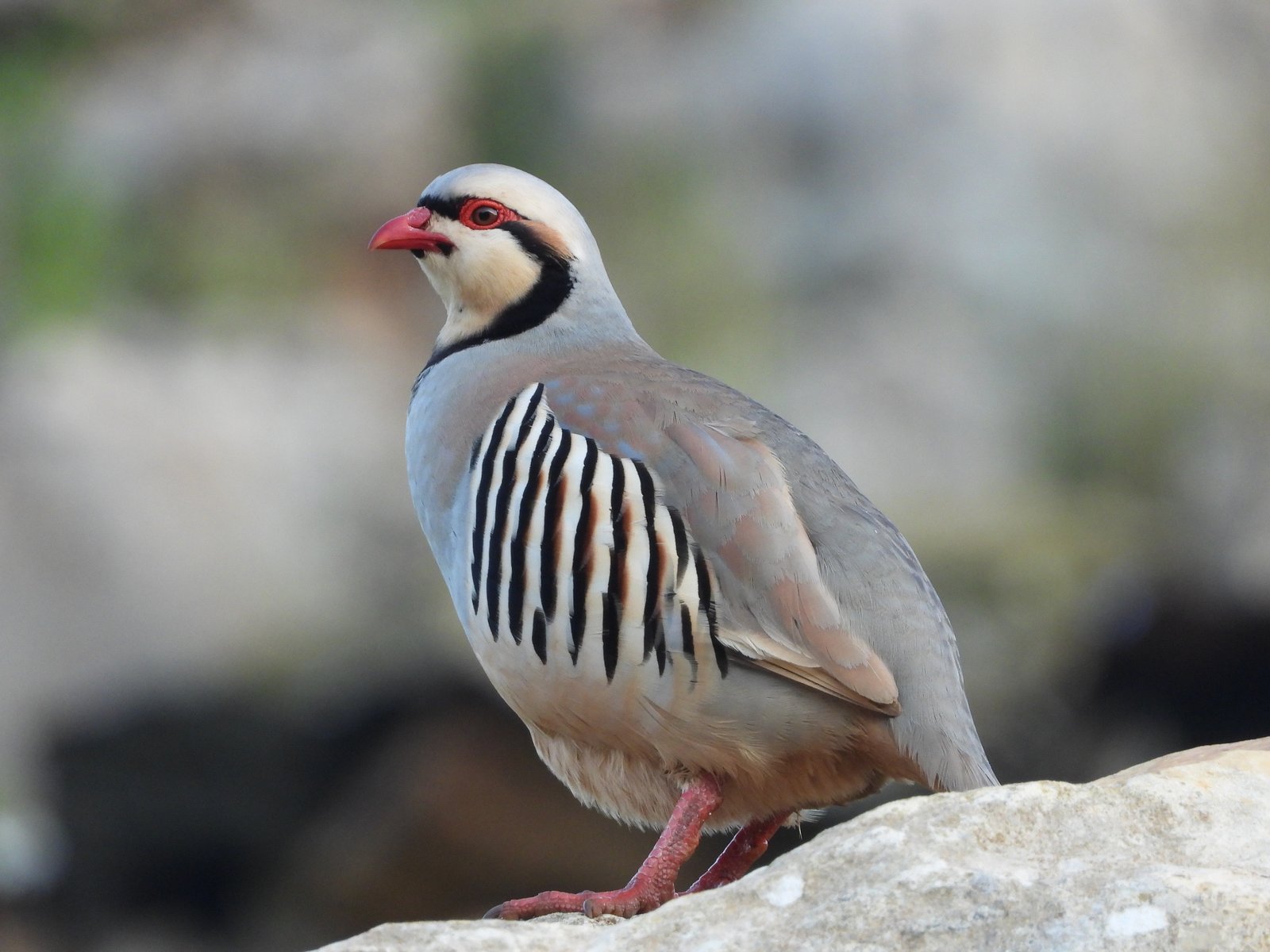 Chukar Partridge (Alectoris chukar)
