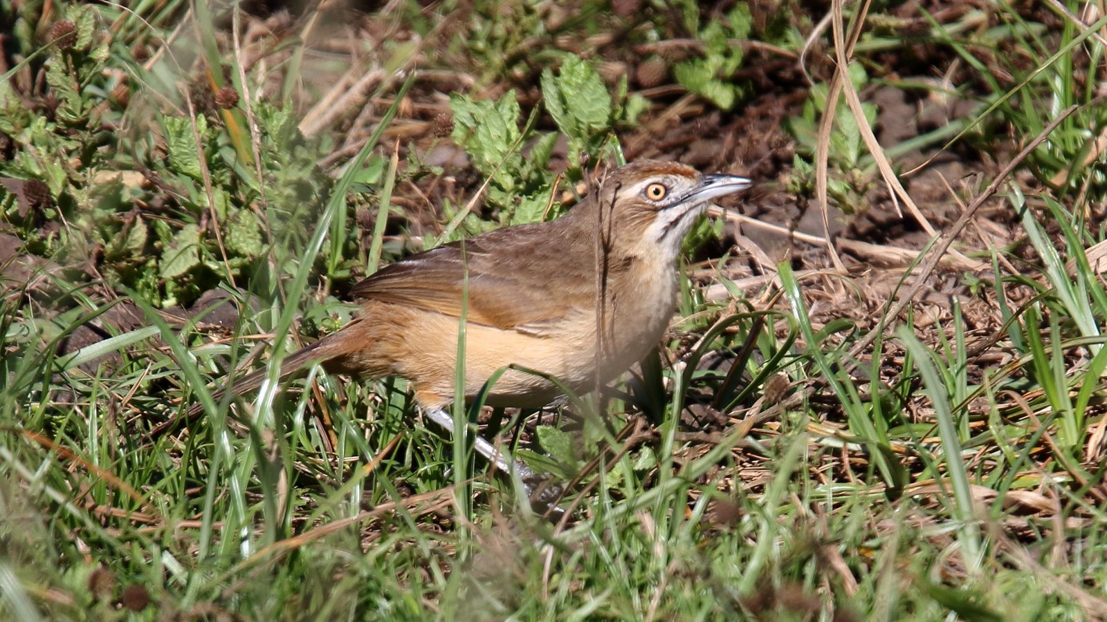 Moustached Grass Warbler (Melocichla mentalis)