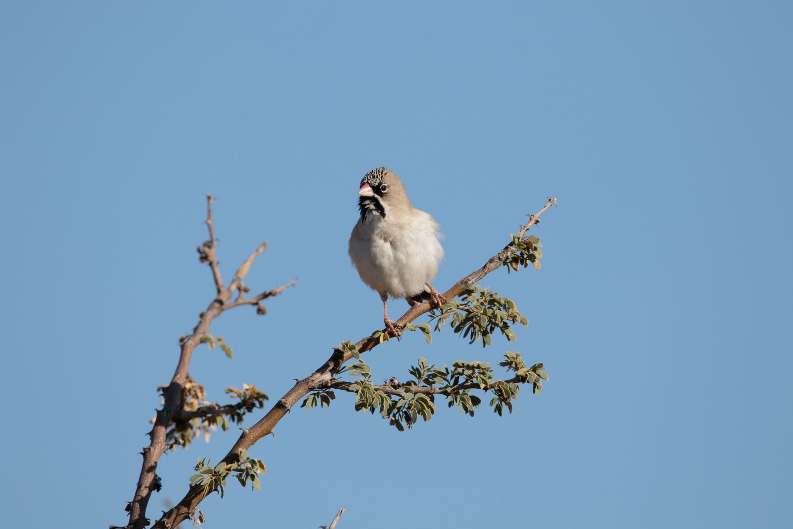 Scaly-Feathered Weaver (Sporopipes squamifrons)