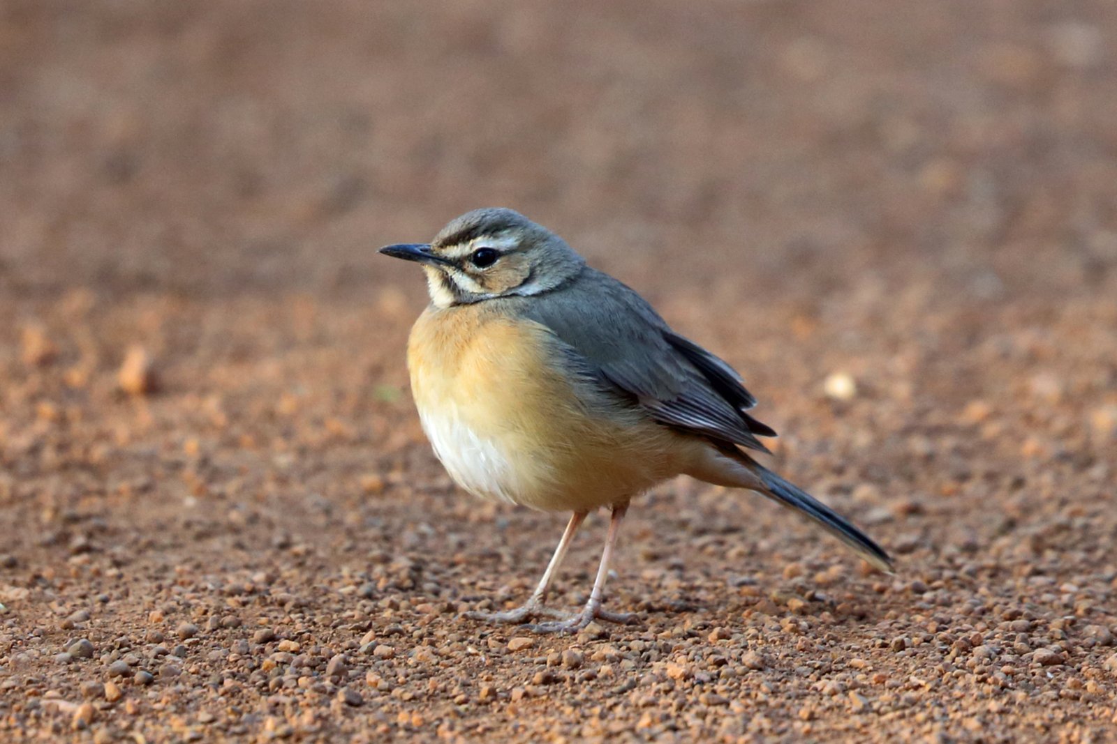 Miombo Scrub Robin (Tychaedon barbata)