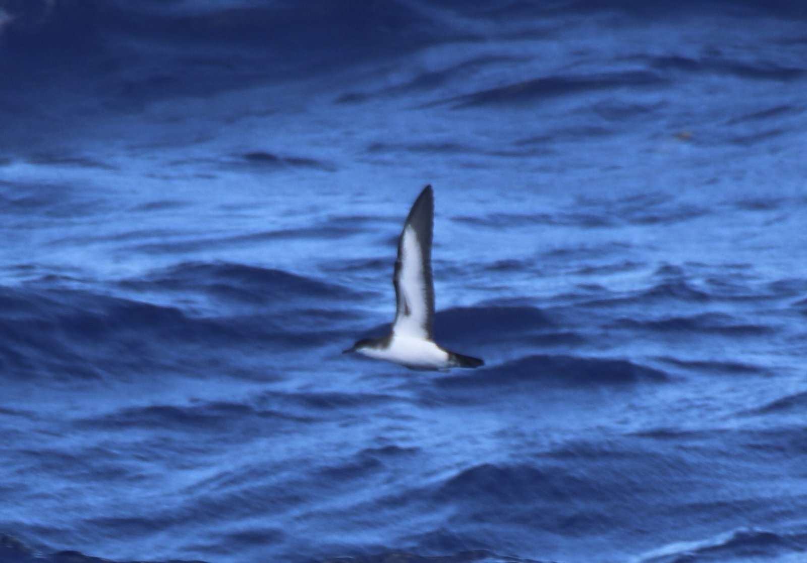 Tropical Shearwater (Puffinus bailloni)