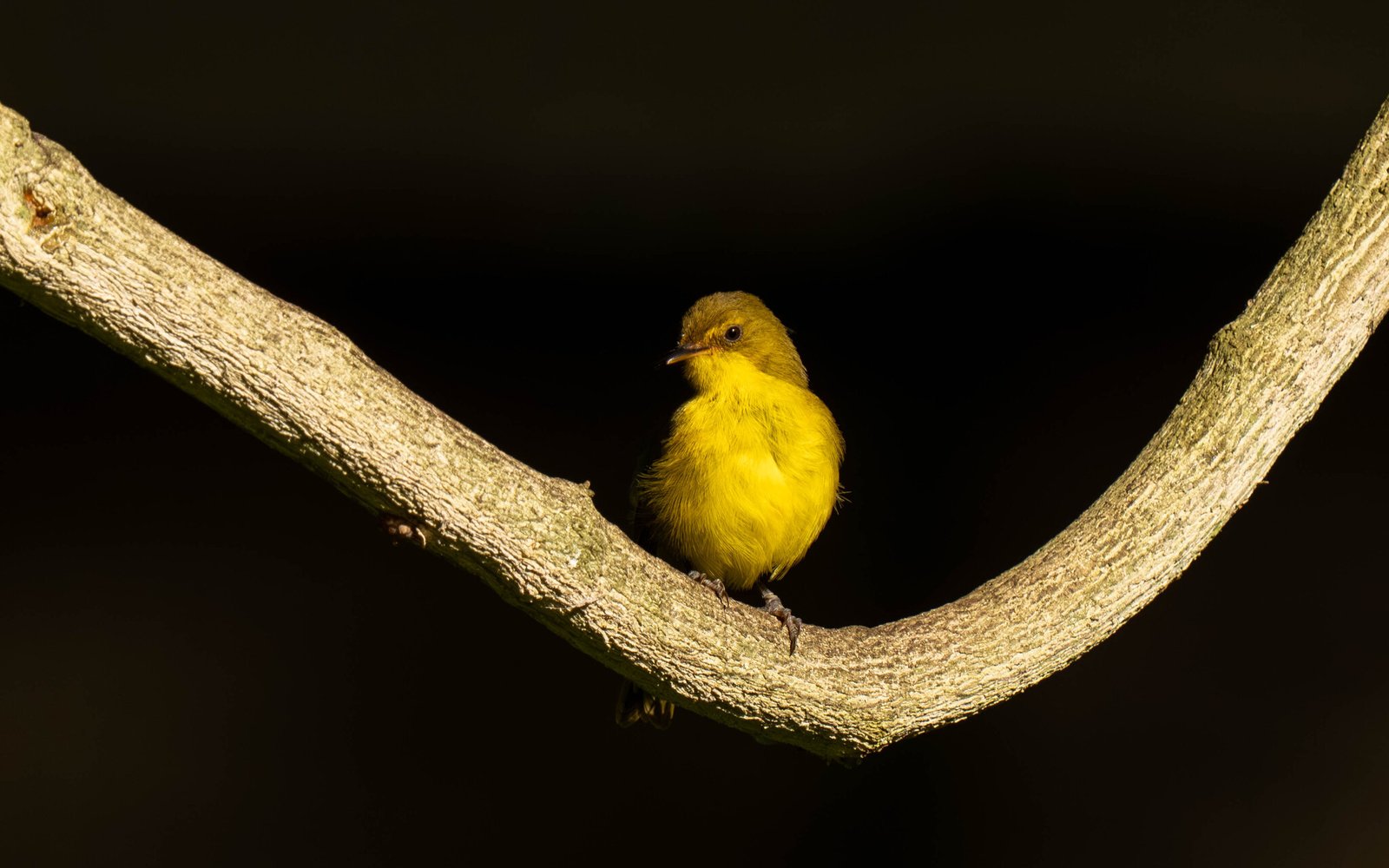 Mountain Yellow Warbler (Iduna similis)