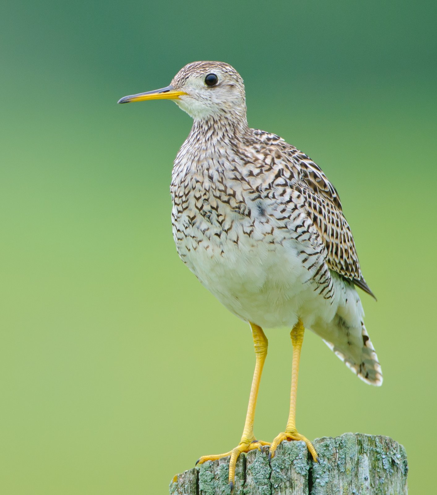 Upland Sandpiper (Bartramia longicauda)