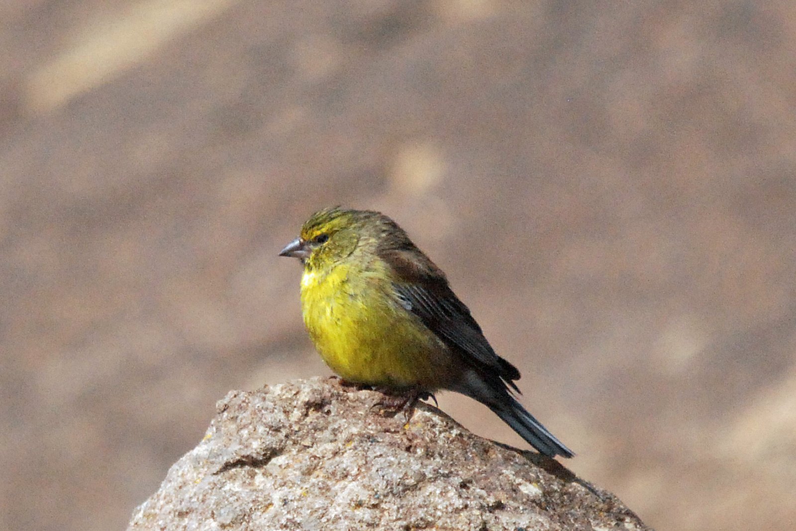 Drakensberg Siskin (Crithagra symonsi)