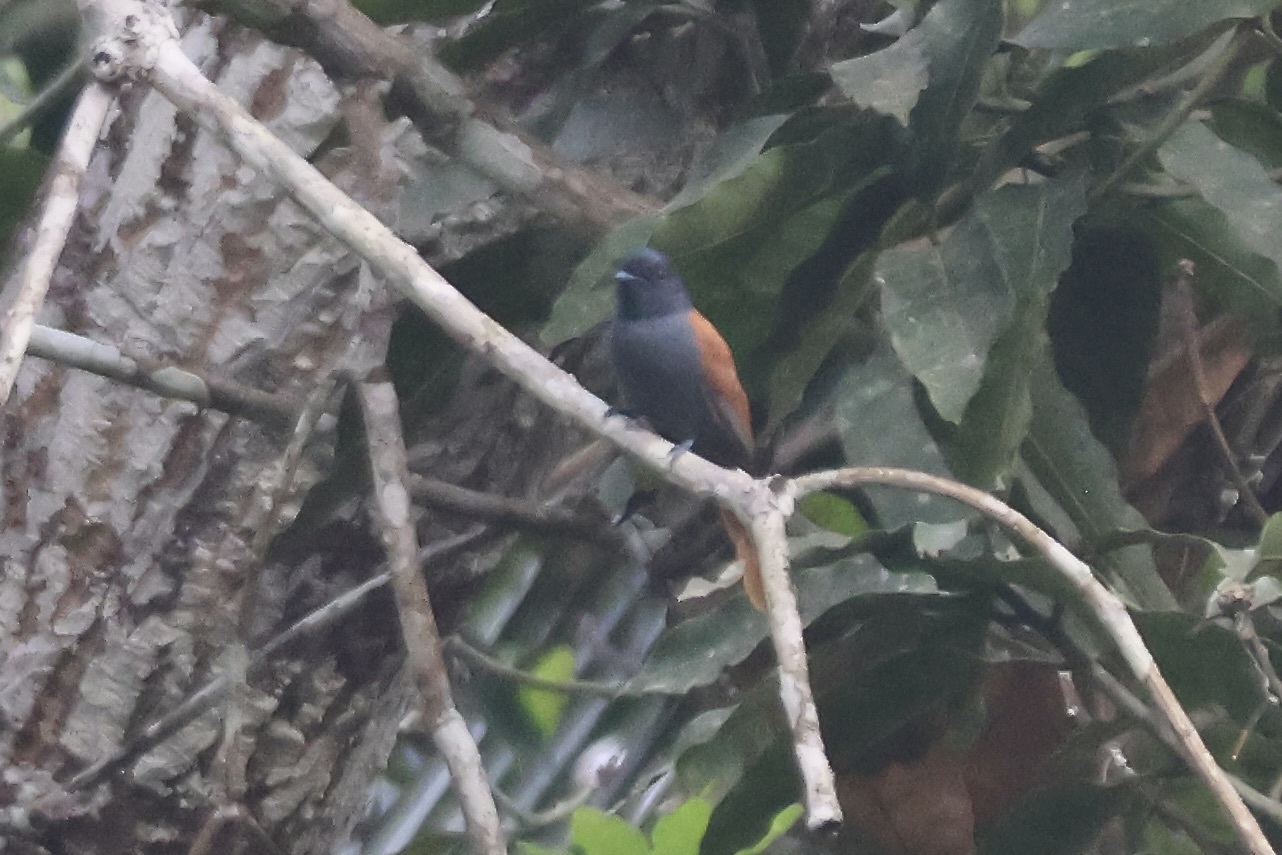 Bates's Paradise Flycatcher (Terpsiphone batesi)