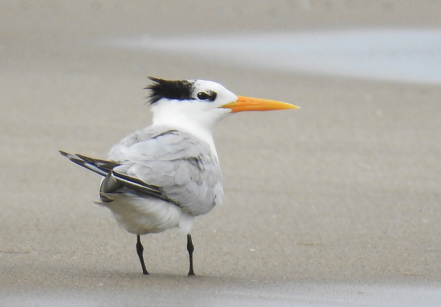 Lesser Crested Tern (Thalasseus bengalensis)