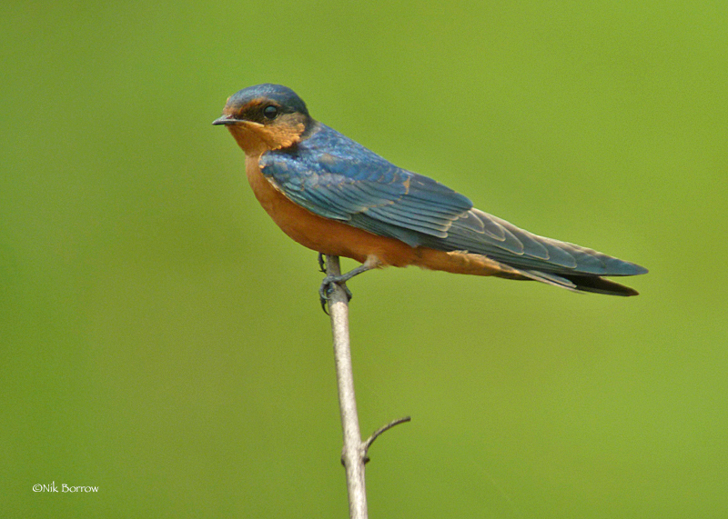 Black-and-Rufous Swallow (Hirundo nigrorufa)