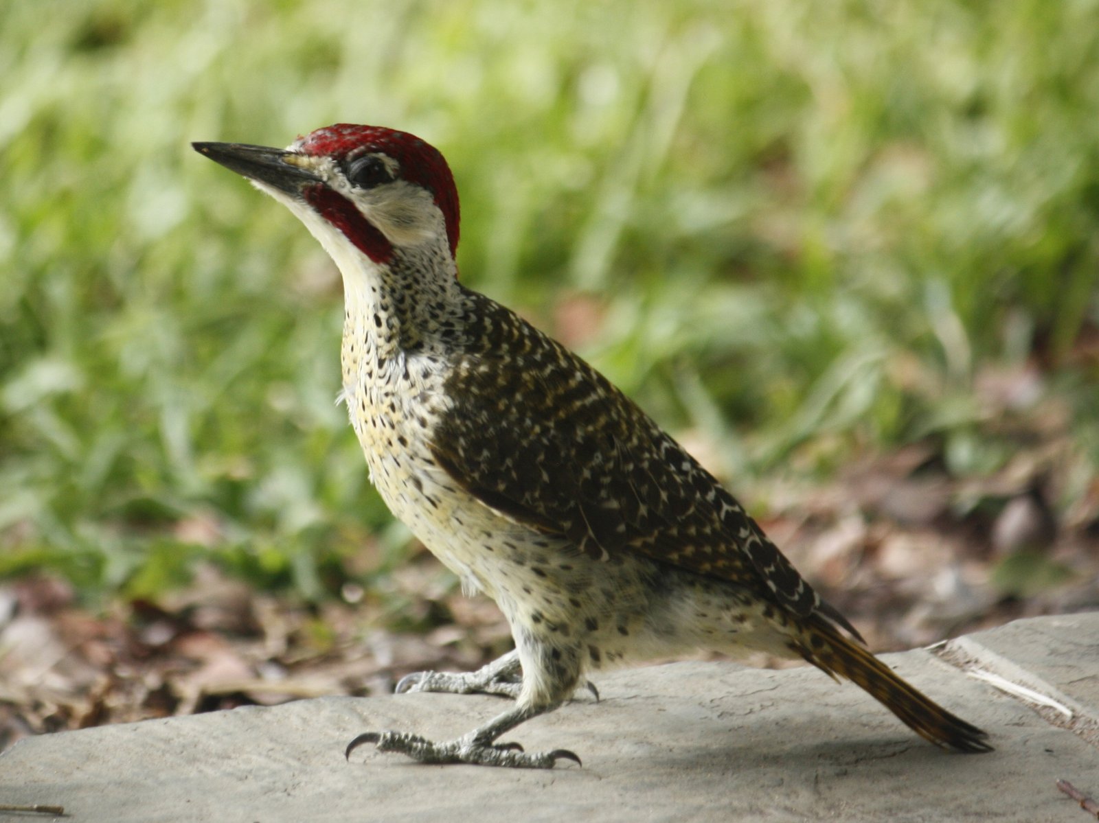 Bennett's Woodpecker (Campethera bennettii)