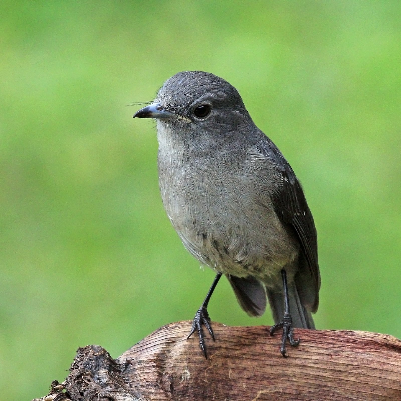 White-Eyed Slaty Flycatcher (Melaenornis fischeri)