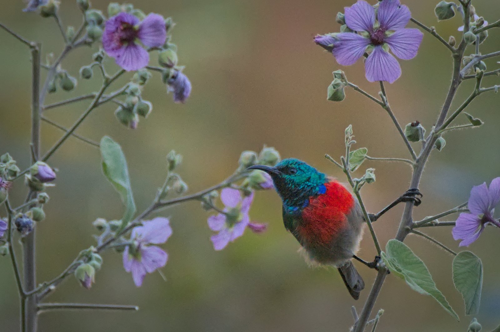 Ludwig's Double-Collared Sunbird (Cinnyris ludovicensis)