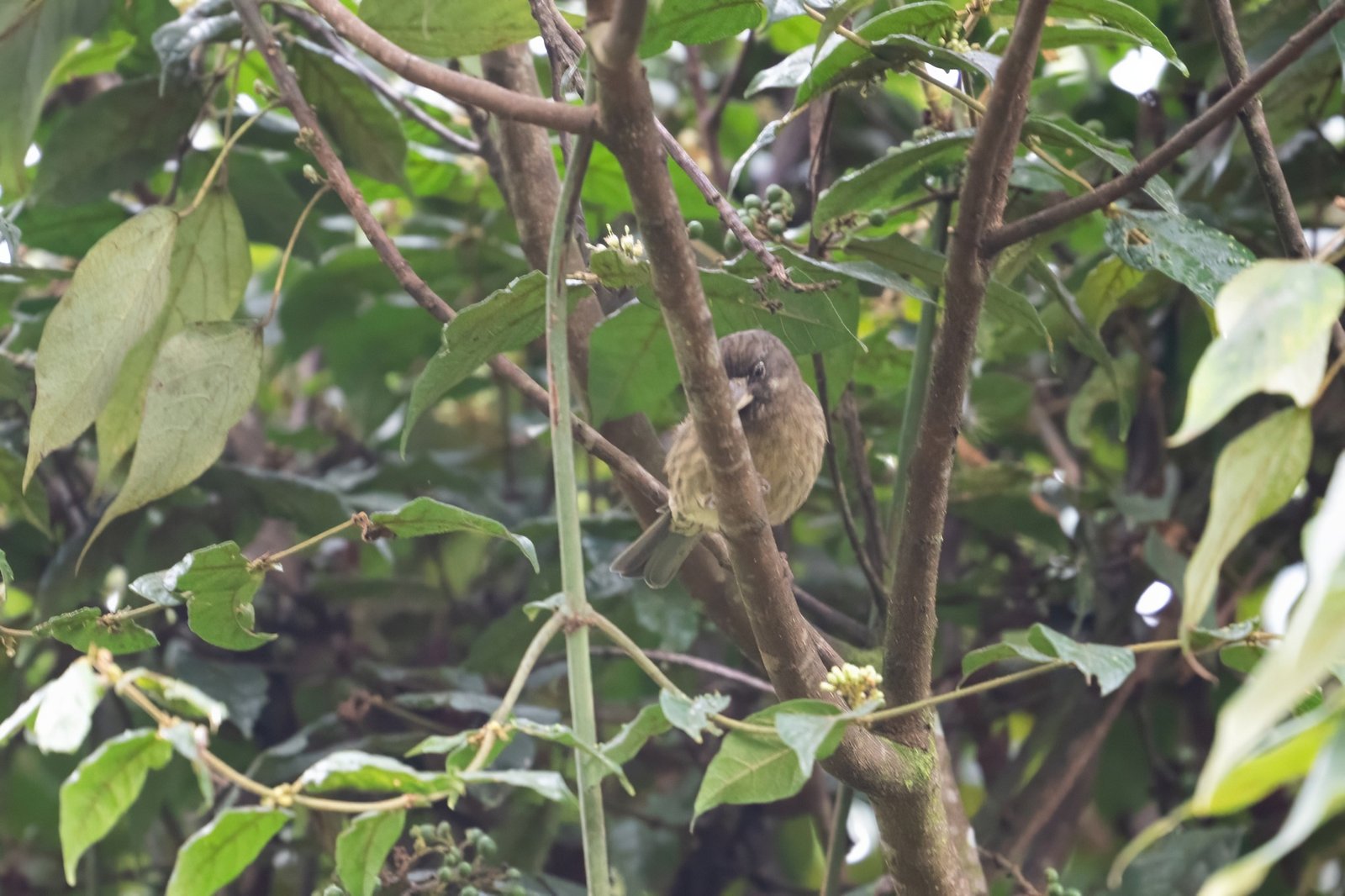 Thick-Billed Seedeater (Crithagra burtoni)