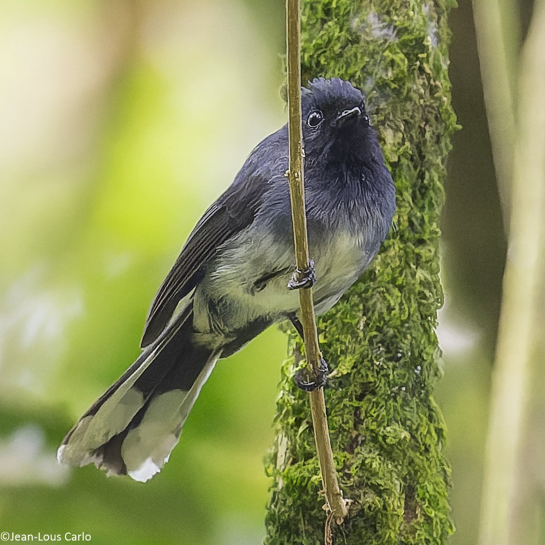 White-Tailed Crested Flycatcher (Elminia albonotata)