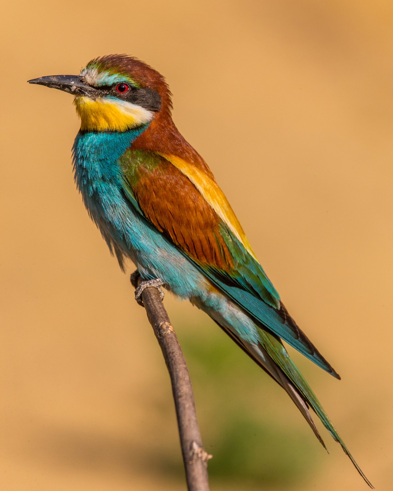 European Bee-Eater (Merops apiaster)