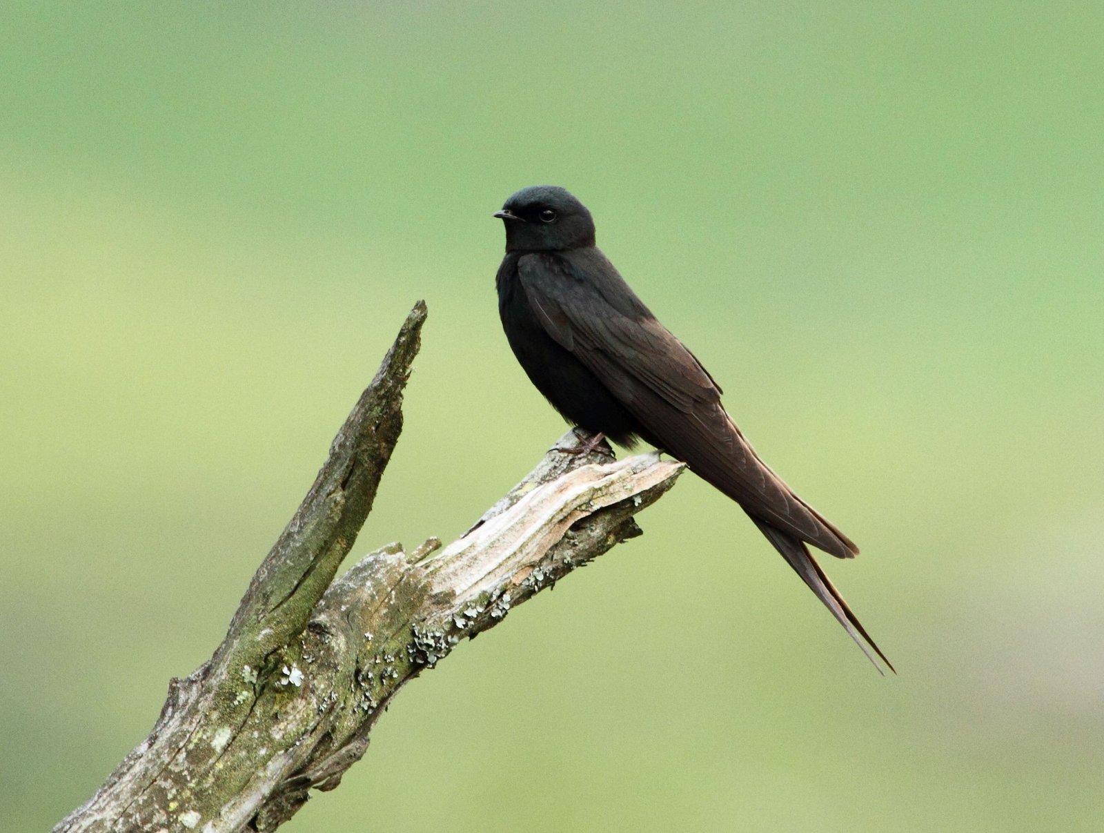Black Saw-Wing (Psalidoprocne pristoptera)