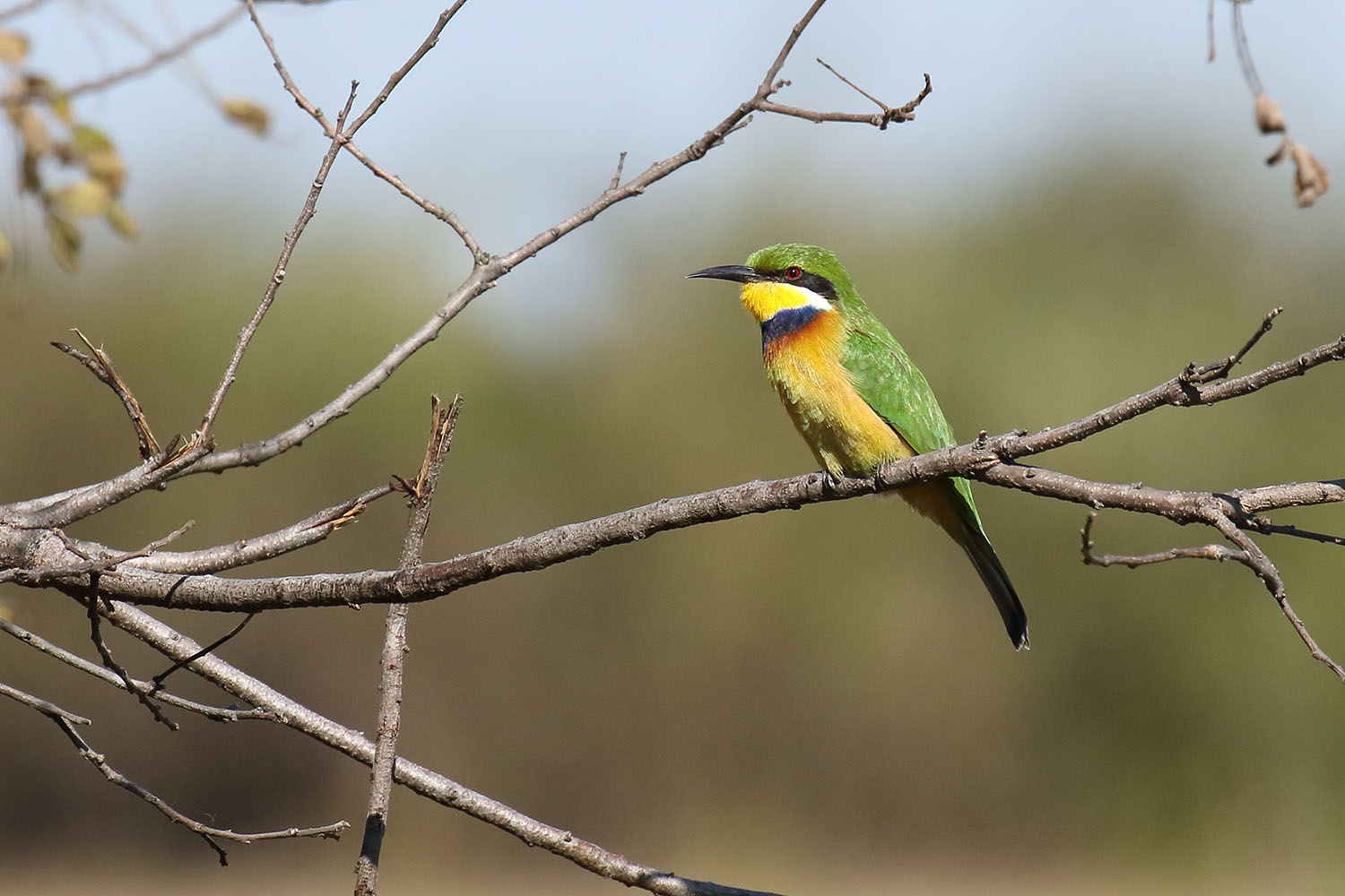 Blue-Breasted Bee-Eater (Merops variegatus)