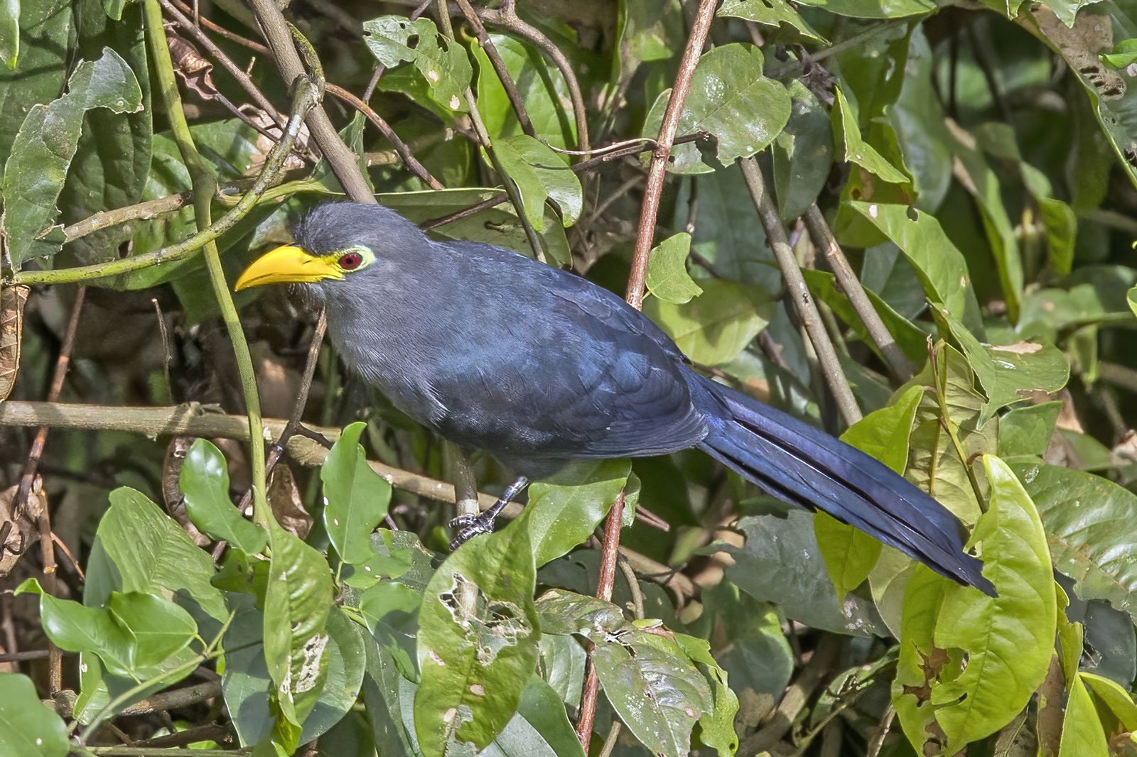 Blue Malkoha (Ceuthmochares aereus)