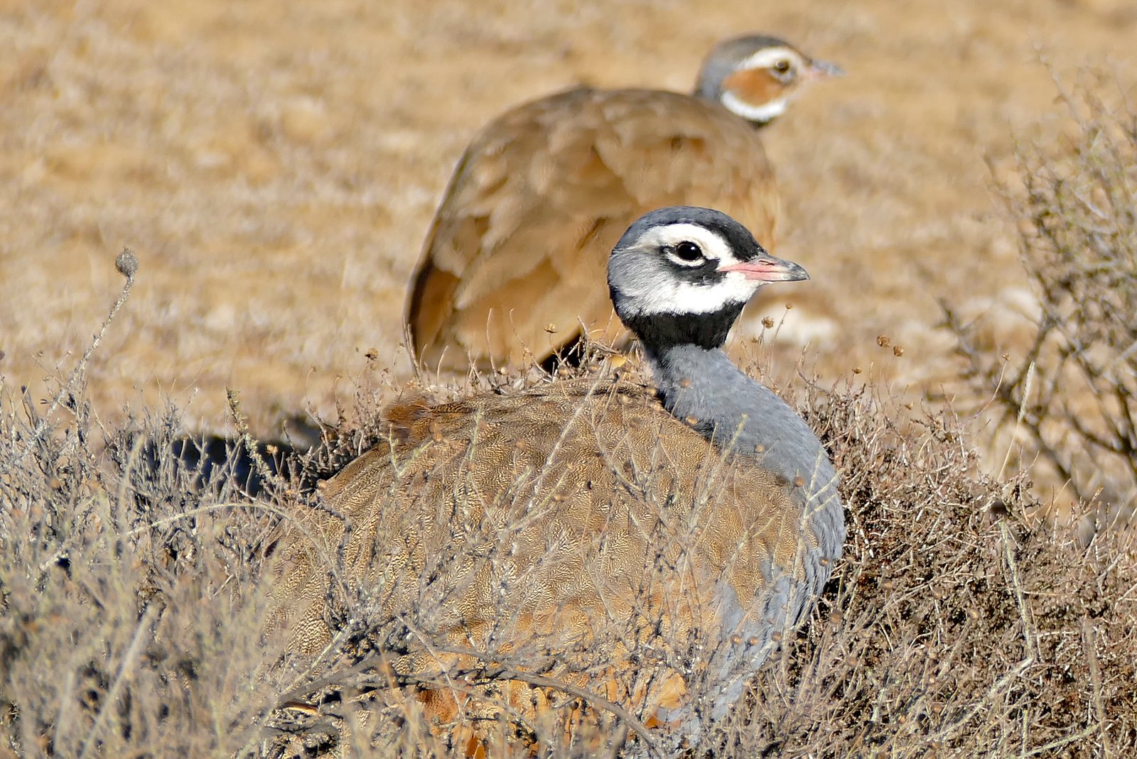 Blue Korhaan (Eupodotis caerulescens)