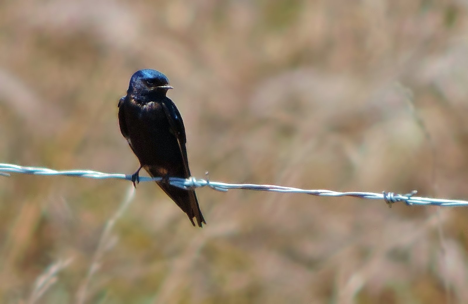 Blue Swallow (Hirundo atrocaerulea)