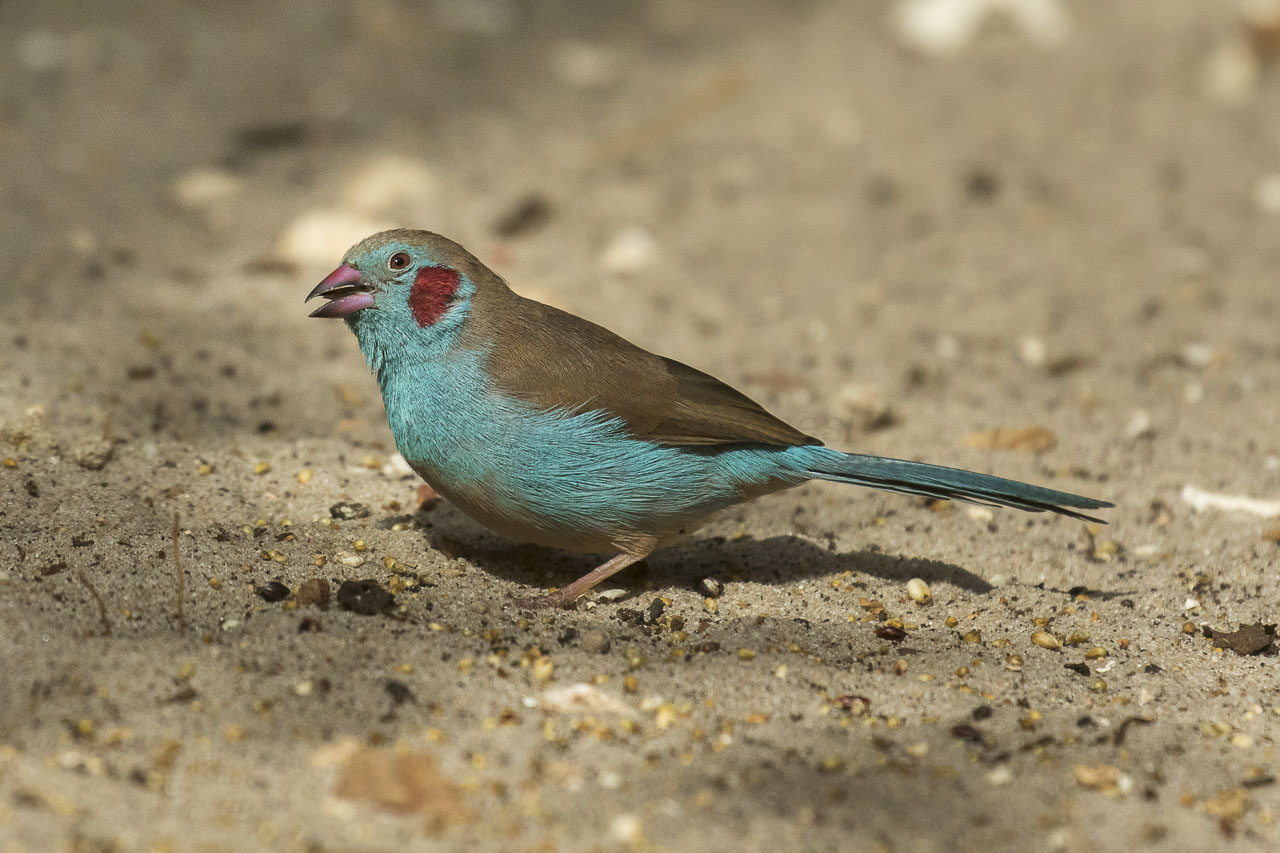 Red-Cheeked Cordon-Bleu (Uraeginthus bengalus)