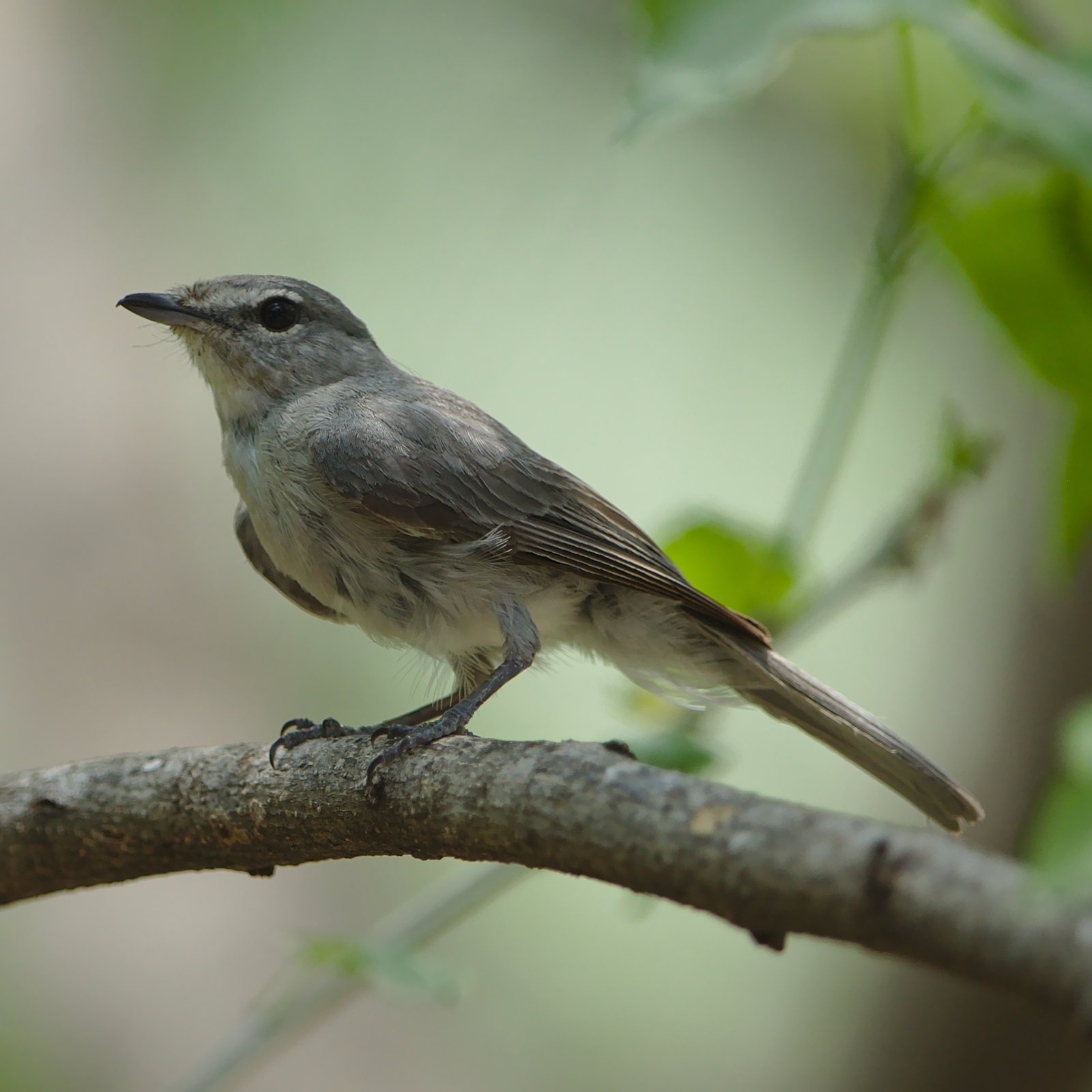 Ashy Flycatcher (Fraseria caerulescens)