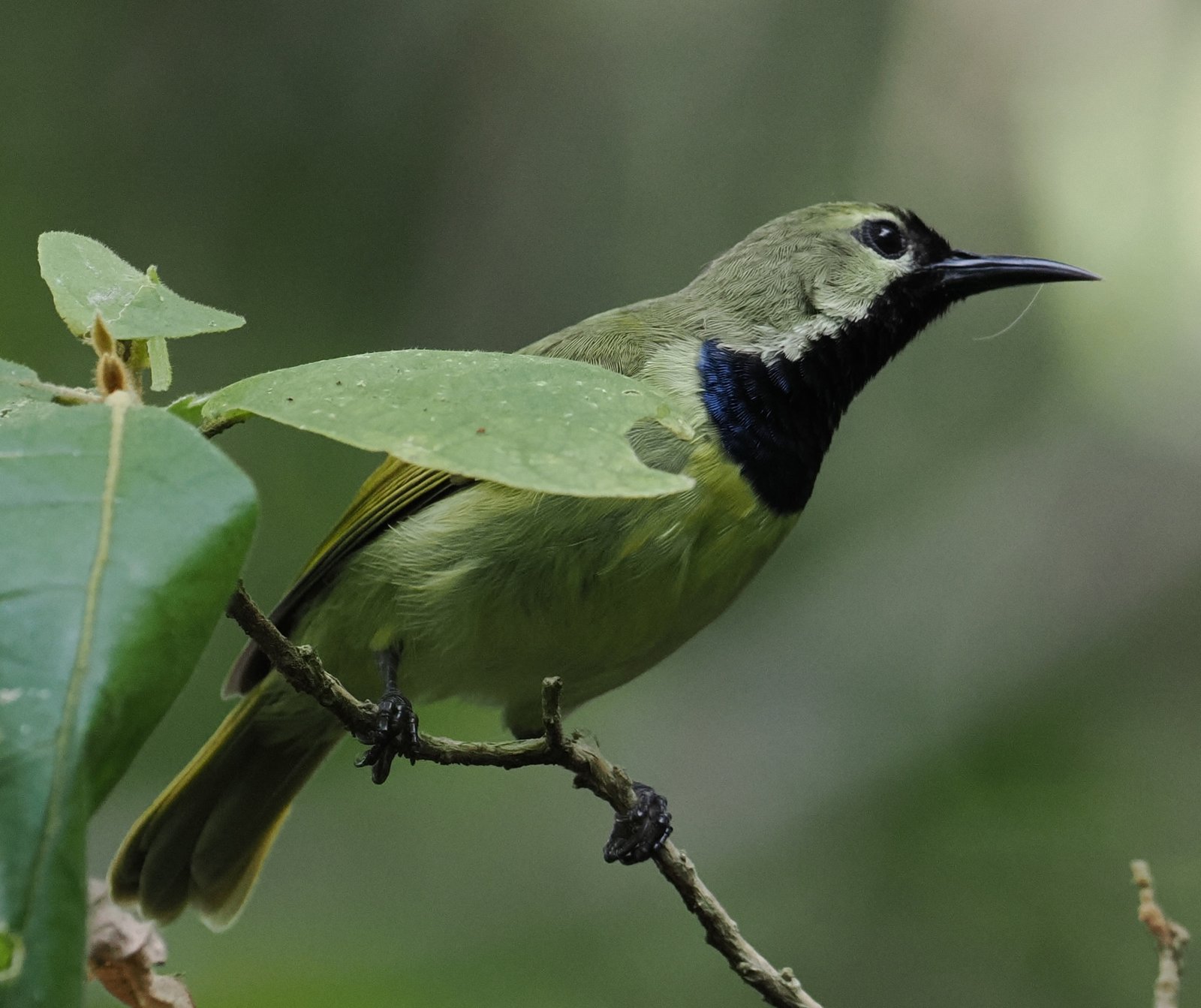 Plain-Backed Sunbird (Anthreptes reichenowi)