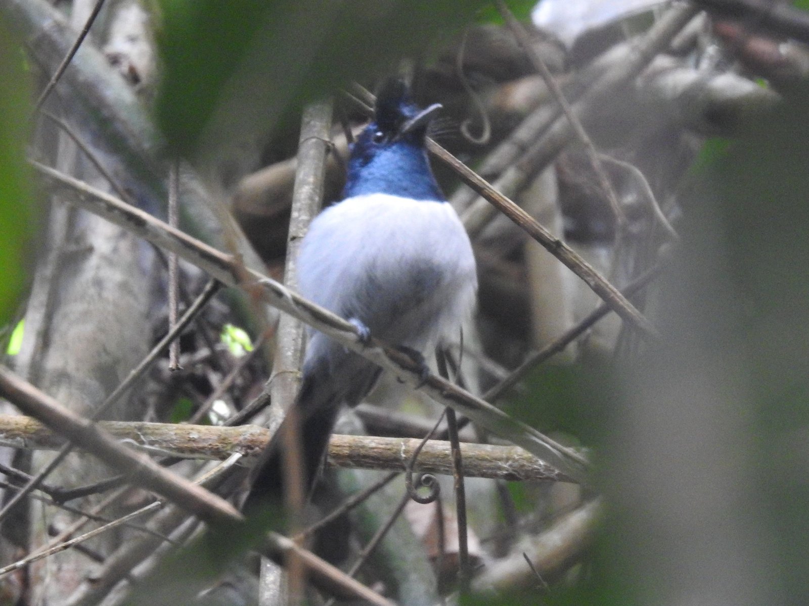 Blue-Headed Crested Flycatcher (Trochocercus nitens)