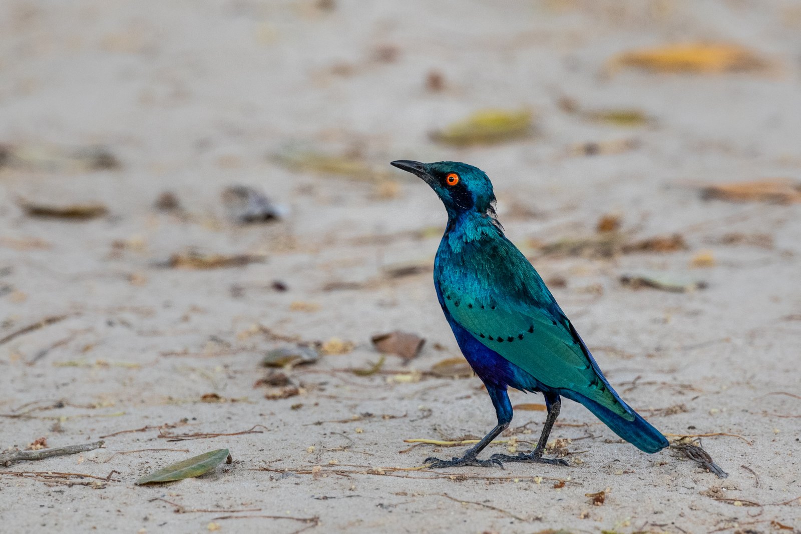 Lesser Blue-Eared Starling (Lamprotornis chloropterus)