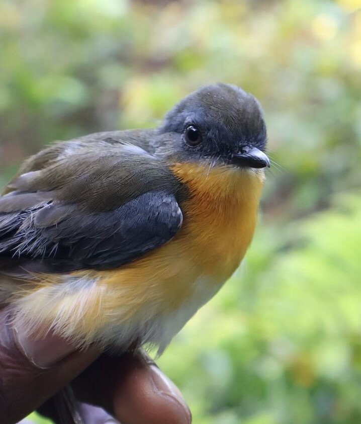 East Coast Akalat (Sheppardia gunningi)