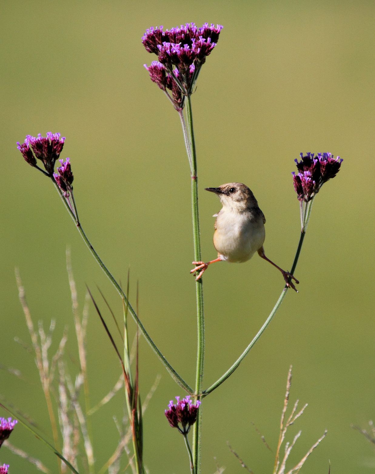 Pale-Crowned Cisticola (Cisticola cinnamomeus)