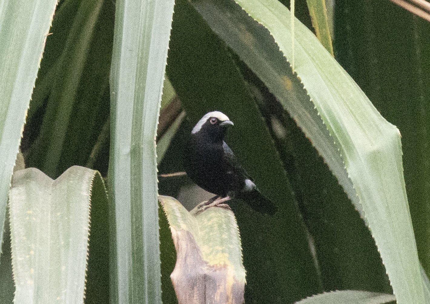 Pale-Fronted Nigrita (Nigrita luteifrons)