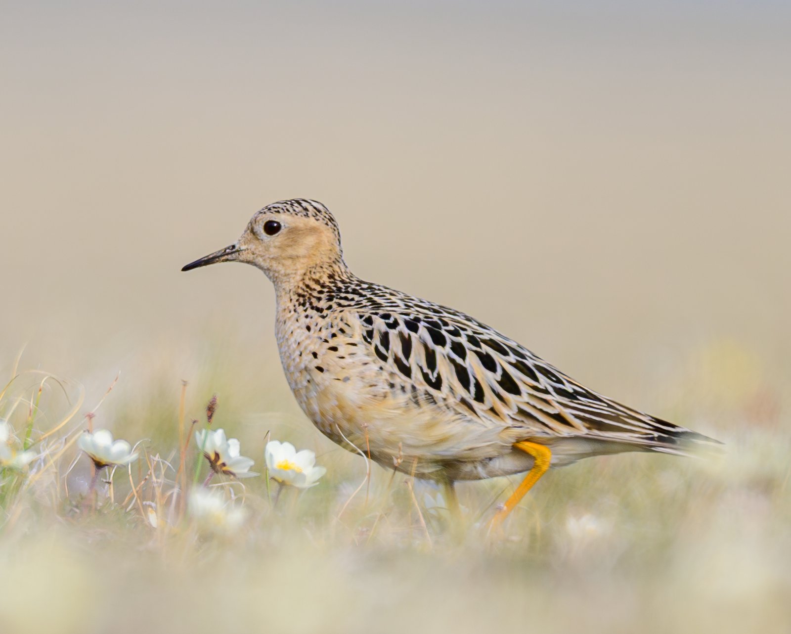 Buff-Breasted Sandpiper (Calidris subruficollis)