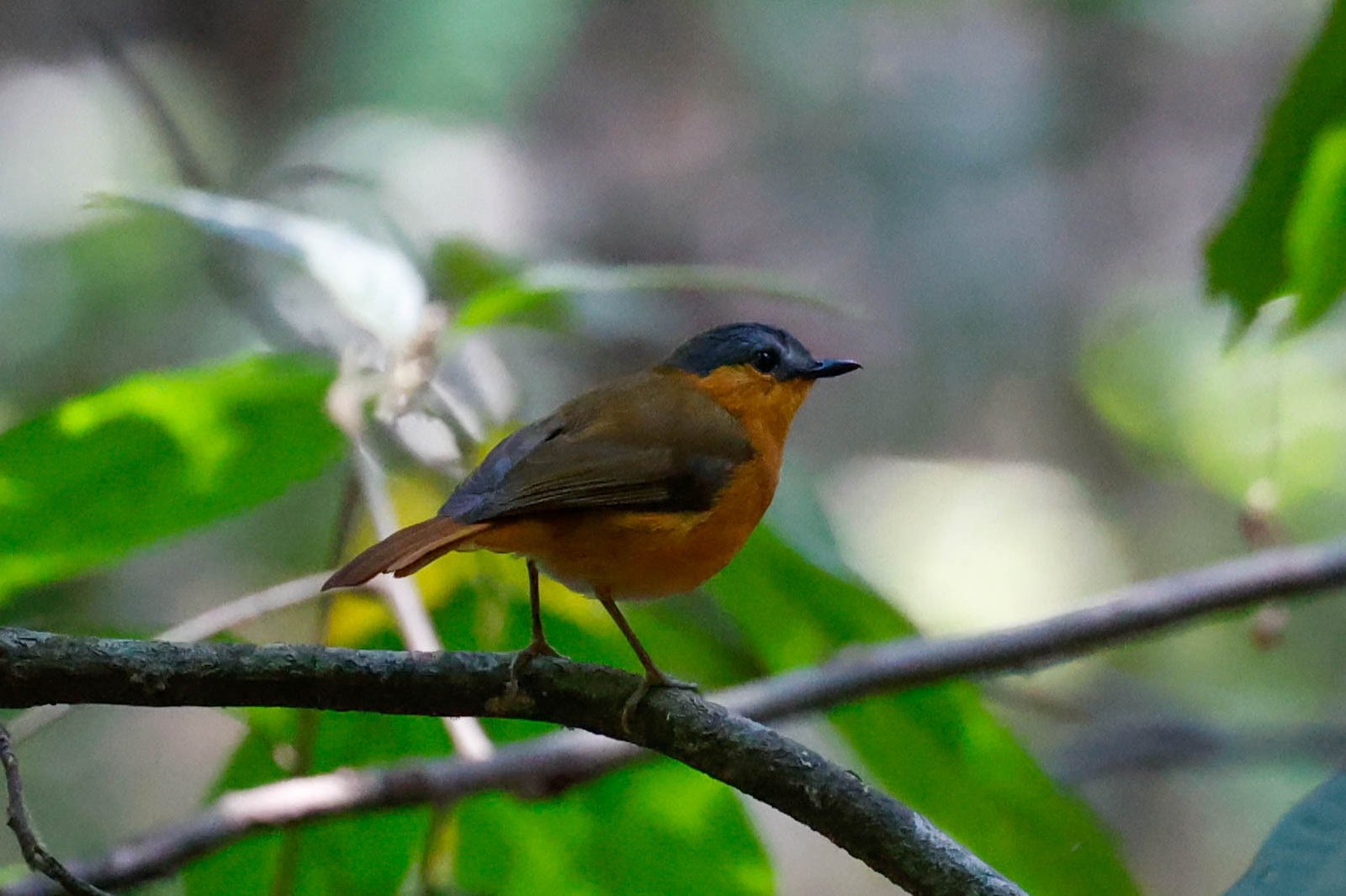 Bocage's Akalat (Sheppardia bocagei)