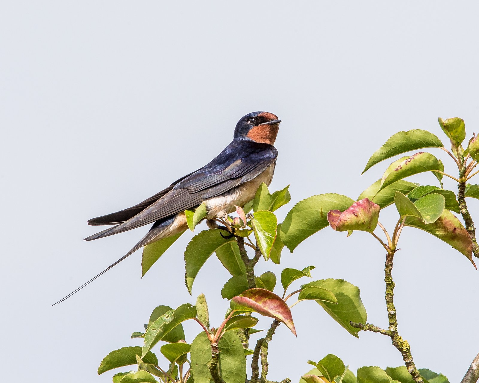 Barn Swallow (Hirundo rustica)